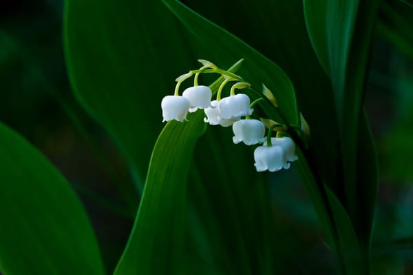 Le muguet et les traditions du 1er mai à transmettre